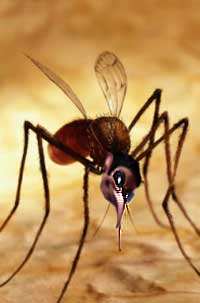 MOSQUITO